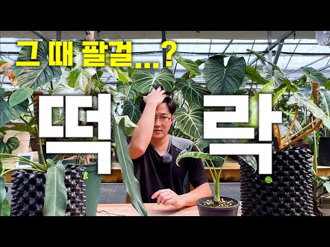 식테크 붐 타서 하우스 차린 30대 사장님의 최후...😇 식테크 붐 타서 하우스 차린 30대 사장님의 최후...😇