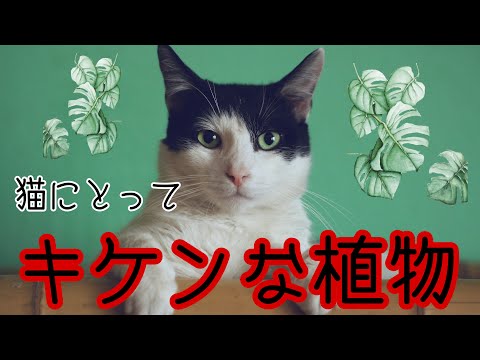 猫にとって有毒な植物と無毒な植物