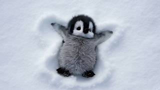 Vidéo d'un bébé animal mignon qui égayera votre journée 🤣 new funniest animals video