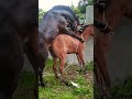 Horse Mating Horse Shorts Breeding