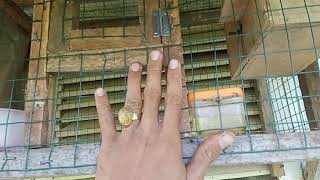 Download lagu cara merawat,dan ternak parkit simpel. mp3