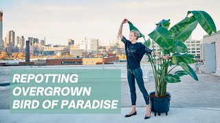 Repotting Bird Of Paradise Plant - Overgrown & Root-bound
