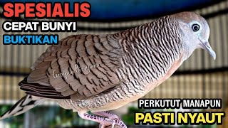 Download lagu Perkutut Lokal Gacor Suara Besar Pancingan Burung Perkutut Agar Cepat Bunyi. mp3