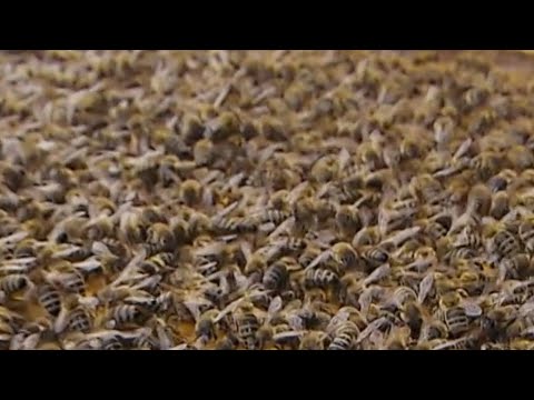 Nazi Bienen in Kärnten