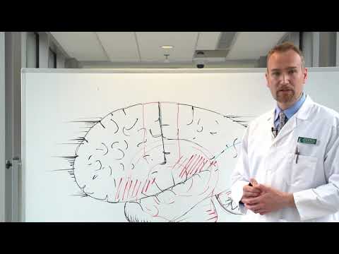 Your Brain on Exercise with UVM's Dr. David Tomasi