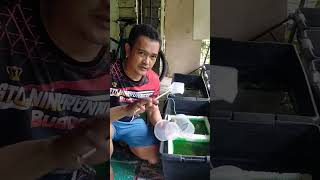 GLOFISH TETRA BREEDING