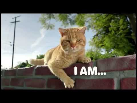 Iams Cat Food Commercial - These Teeth are Made for Meat!