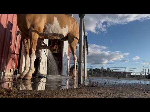 How to clean a horse sheath!