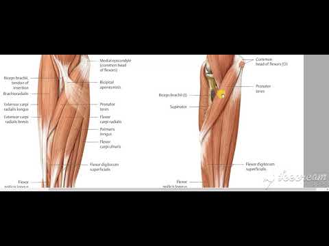 Flexor digitorum profundus 2