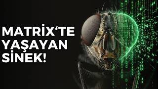Ölümsüzlüğün İlk Adımı Atıldı: Bir Sineğin Beyni Dijital Dünyaya Kopyalandı!