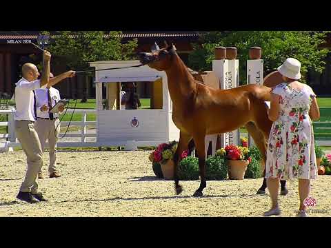 N.17 IMPERIA PC - Milan 2020 Arabian Horse Show - Fillies 2 Years Old (Class 2)