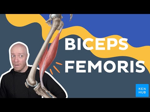 Anatomie & Behandlungswissen Videos – Interaktives Nachschlagewerk für Physio, Massage, Therapie 37 Biceps femoris muscle anatomy | Kenhub