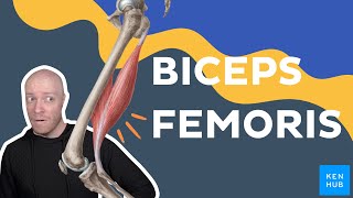 Biceps femoris muscle anatomy | Kenhub