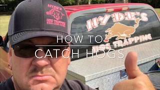 How to catch hogs with a guillotine trap