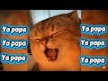 Ya Papa Cat Afgan Jalebi X Ya Papa Cat
