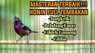 Download lagu KONIN GACOR FULL ISIAN CILILIN BELALANG JANGKRIK CIBLEK GUNUNG AMPUH BUAT MASTERAN mp3