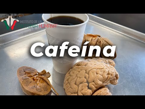 Lo que EL CAFÉ le hace a TU CUERPO