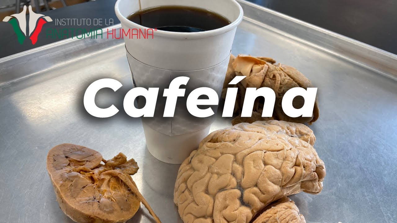 Lo que EL CAFÉ le hace a TU CUERPO