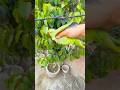 How To Catch Parrot In Tree Birds Shorts Viralvideo Trending Trap Parrot