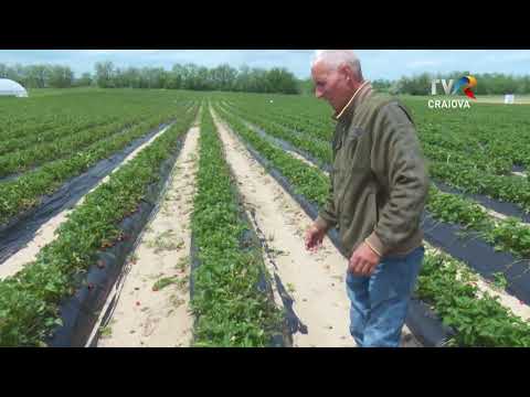 PROMO SATUL MEU: MÂRȘANI - ROJISTE