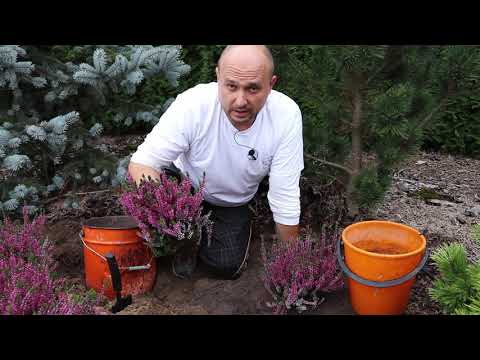 How to plant heather