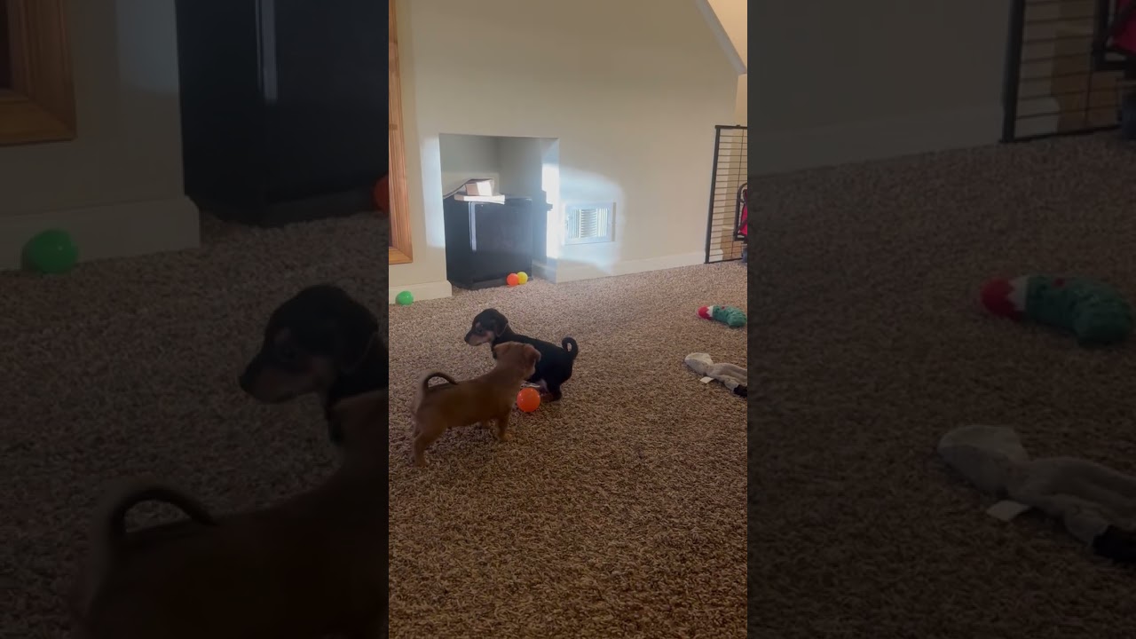 Enlarge Simon, an adopted mixed breed in Pottstown, PA video 2/2