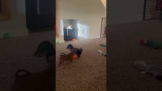 Video preview image #1 Chihuahua-Unknown Mix Puppy For Sale in Pottstown, PA, USA