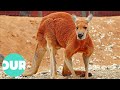 The Kangaroo Australia S Most Controversial Animal Our World