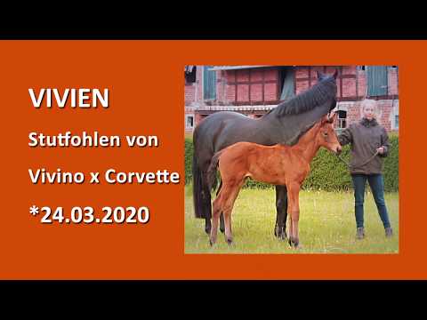 Stutfohlen VIVIEN (Vivino x Corvette)