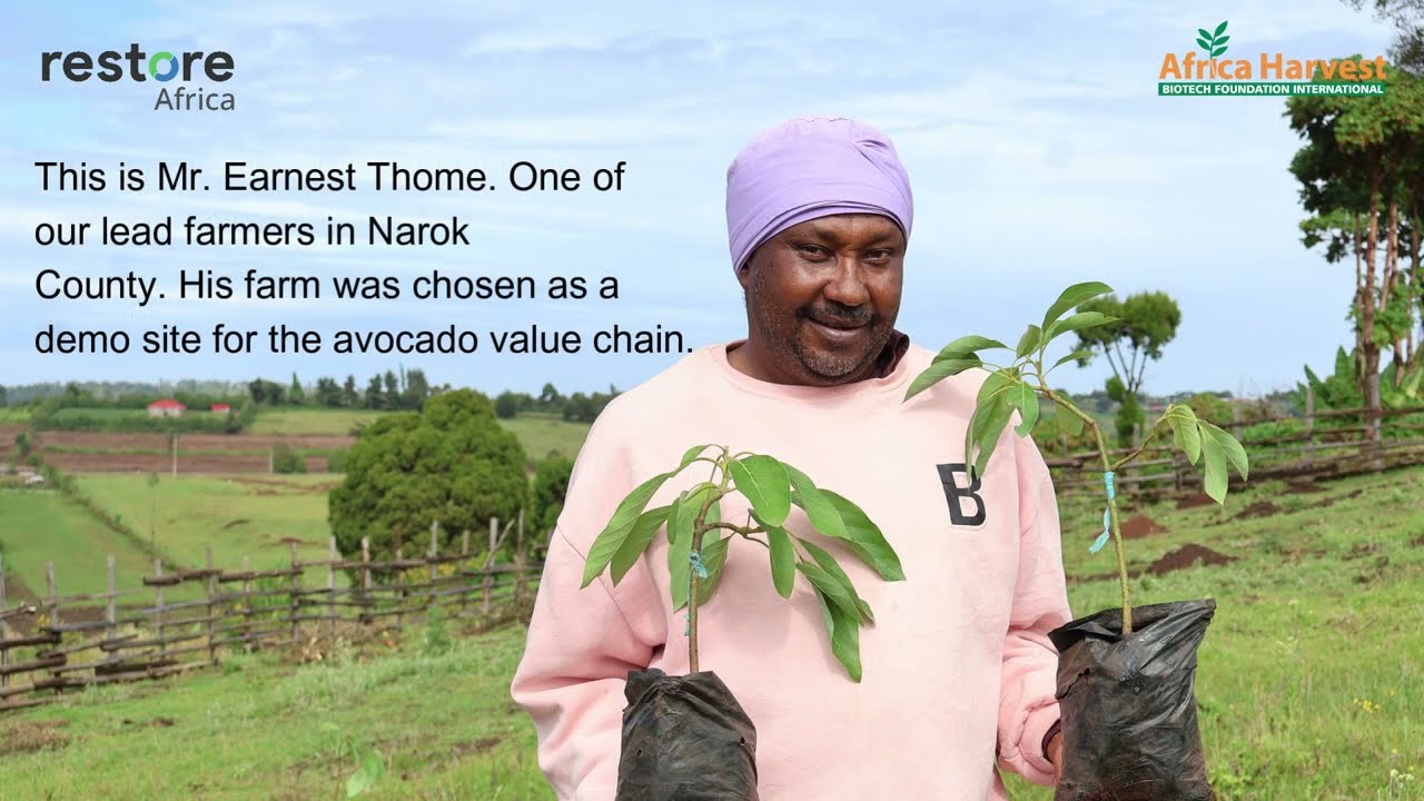 Restore Africa Programme Improving Livelihoods Through Avocado Farming in Narok, Kenya