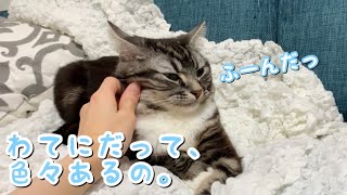 ちょっぴり不機嫌モードな猫がかわいい 足長マンチカン まる Munchkin cat