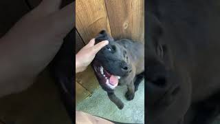 Video preview image #1 Labrador Retriever-Unknown Mix Puppy For Sale in San Diego, CA, USA