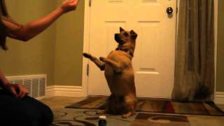 Protandim Dog