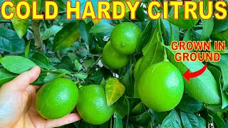 5 CITRUS TREES That Grow To 10 DEGREES (-12C): Grow Cold Hardy Citrus!