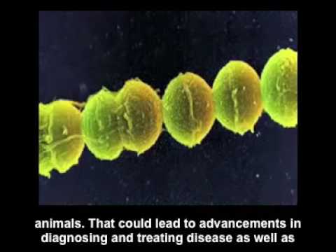 Modeling the metabolic network of Thermotoga maritima