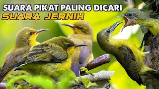 Download lagu SUARA ANAKAN SOGON DAN BETINA MEMANGGIL JANTAN || Suara pikat sogon paling ampuh mp3