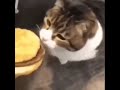 Here Kitty You Can Has Cheeseburger