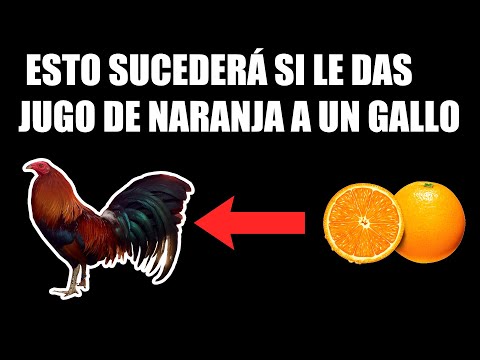 , title : 'Para que sirve la Naranja en los Gallos 🔥  - ESTO TE VA A SORPRENDER!'