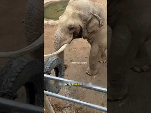 KHI ĐỘNG VẬT THẤU HIỂU CẢM XÚC CON NGƯỜI #dongvatcuunguoi #cauchuyencamdong #suthatkyla