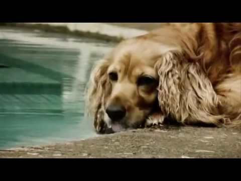 Celý Dokument Planeta Země po vymření lidstva CZ