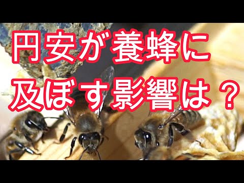 経済学科 晴蜂雨読㉚／クローバーの異変--為替変動がミツバチに及ぼす影響は？ (2024年6月、その3)／山崎亮一／日英字幕付き／Weak yen and beekeeping (June 2024)