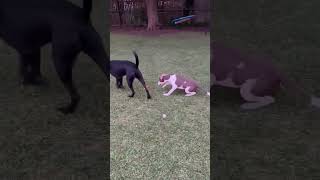 Video preview image #1 Doberman Pinscher-Unknown Mix Puppy For Sale in Virginia Beach, VA, USA