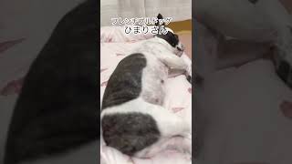 ワンコもプレゼントは嬉しい😊#shorts