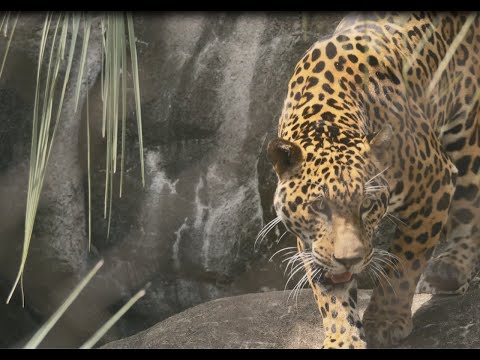 Animal Spotlight: Tesoro the Jaguar