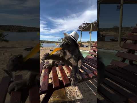 This baboon’s living it up—sun lounger, OJ, and all the chill! 🍹🐒  #tourismnewsafrica #OJ #baboon