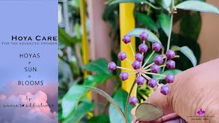 Download Lagu Hoya care for the advanced grower | Hoyas + Sun = Blooms Thumbnail