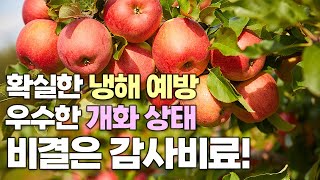 사과 농사 감사비료는 이렇게 시비하면 됩니다! 확실한 개화 상태 차이!