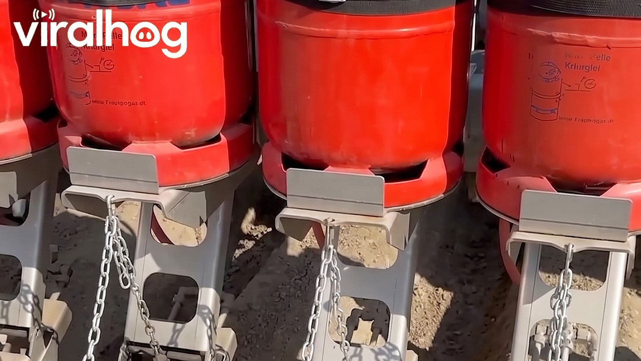 Flame Weeding of Carrot Ridges With Self Built Rig || ViralHog
