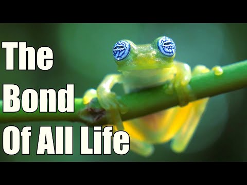 The Bond Between Plants And Animals On Earth | DNA, Photosynthesis, And More