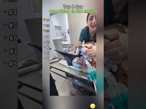 Top 8 dog something In the mouth#dogs #funnydogs #pets#fyp